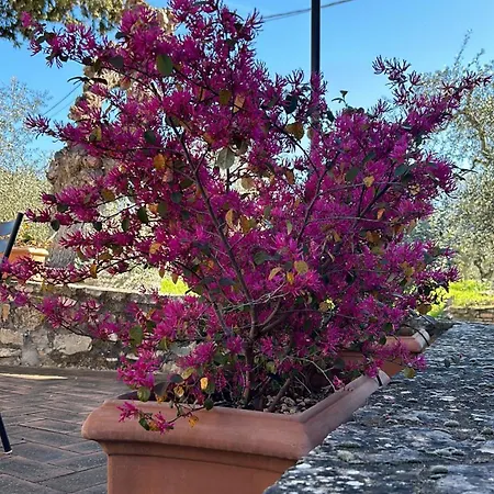 Borgo A Monti Di Sotto