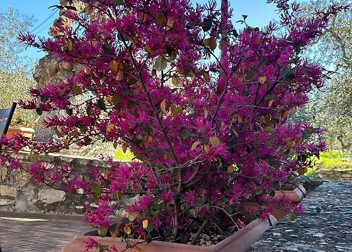 Borgo A Monti Di Sotto